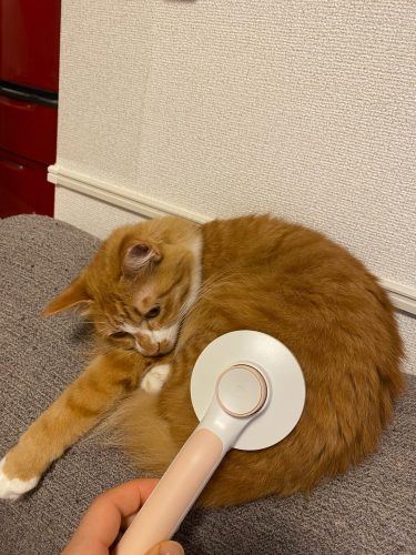 Cat Brush photo review